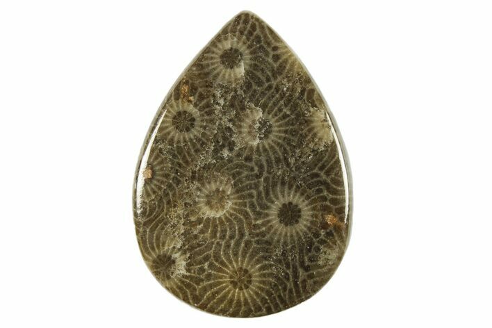 Polished Fossil Rugose Coral Teardrop Cabochon - Morocco #259798